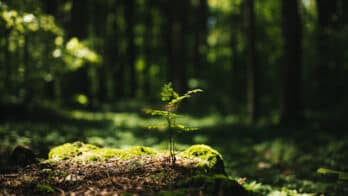 Les bois et forêts : un investissement responsable et fiscalement opportun